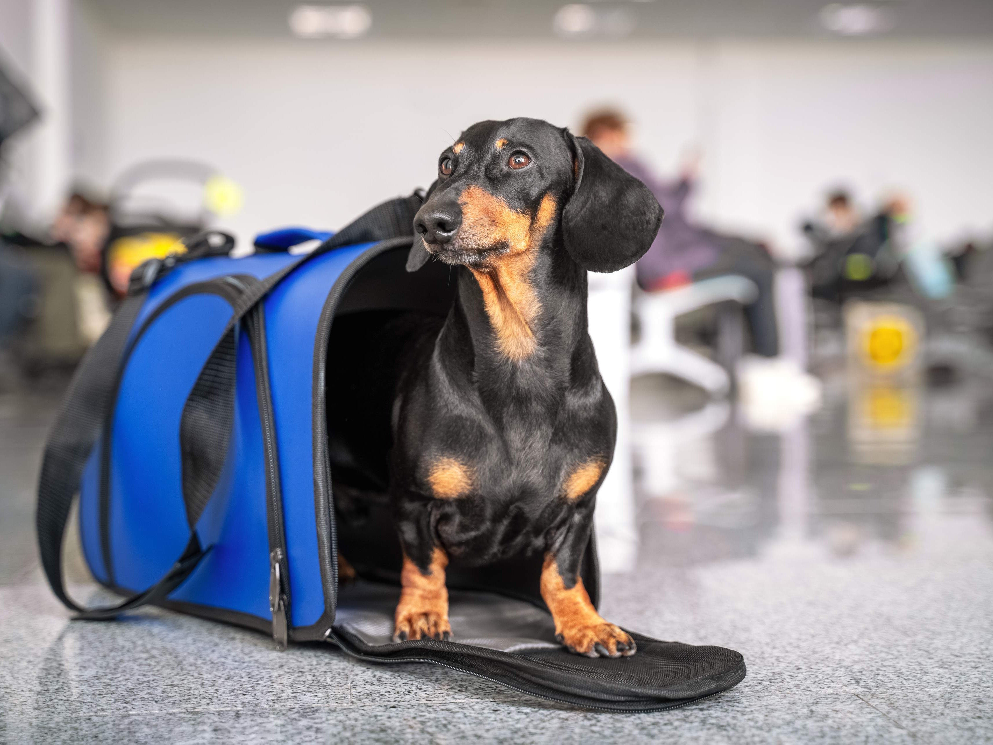 Pet Travel & Care